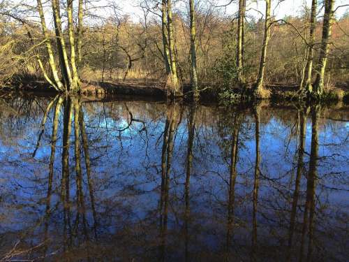Forest Mirroring River Water Spring Trees