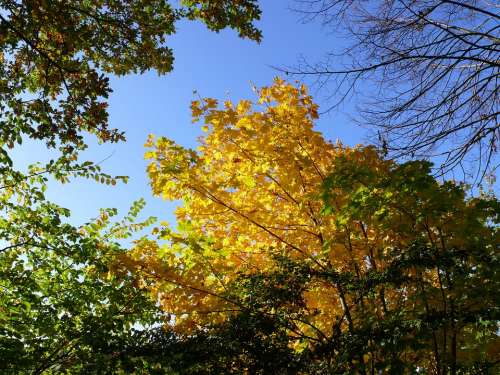 Forest Autumn Trees Leaves Autumn Forest Colorful