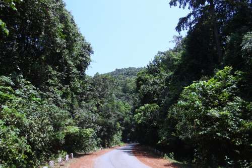 Forest Evergreen Dense Western Ghats Mountains