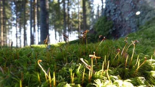 Forest Forest Floor Moss Nature Landscape