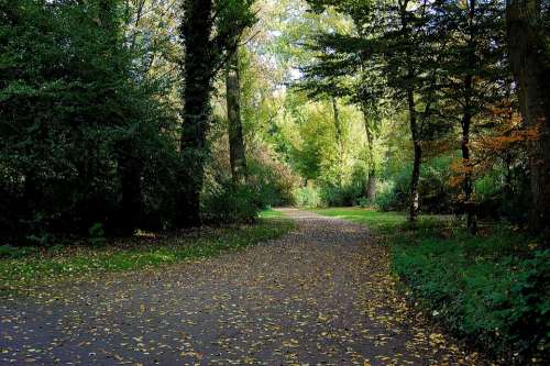 Forest Away Forest Path Mood Atmosphere Autumn