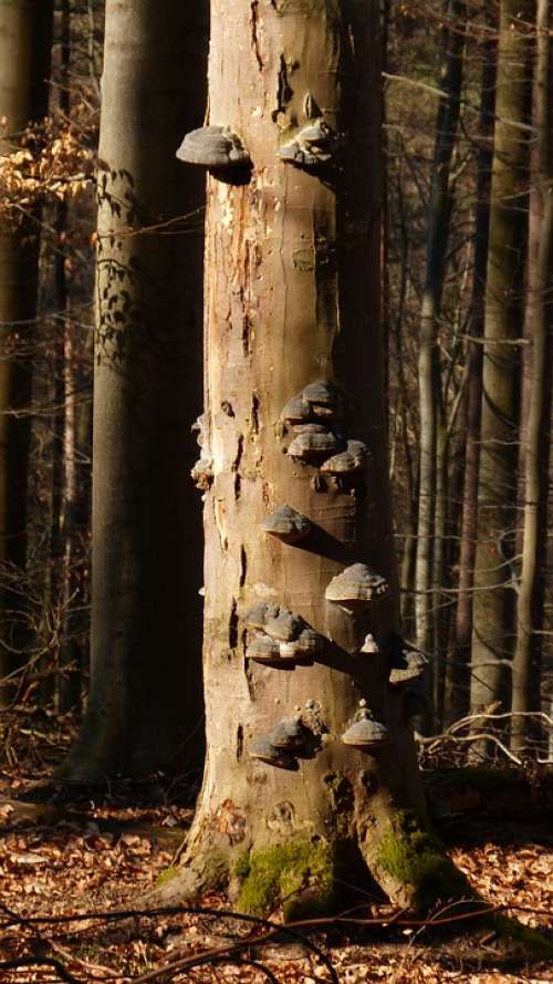 Forest Tree Mushroom Tree Fungus Nature Log