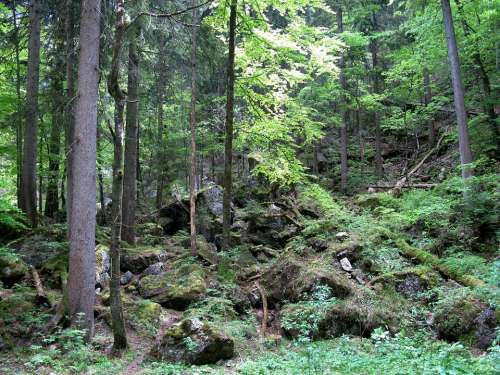 Forest Kristin Poellatschlucht Rock Spruce Bavaria