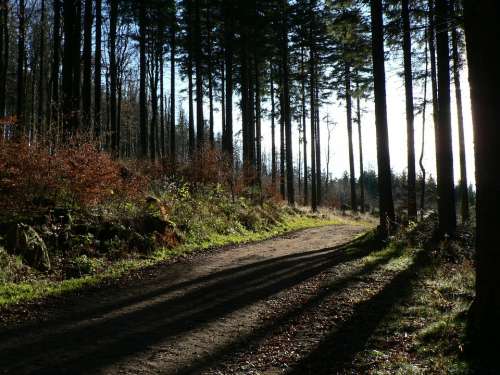 Forest Trees Nature Alsace Fir Light And Shade