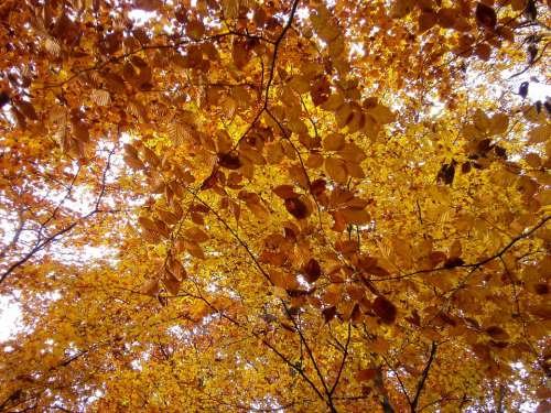 Forest Autumn Nature Leaves Orange Emerge