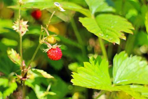Forest Strawberry Fragaria Vesca Food Nature Berry