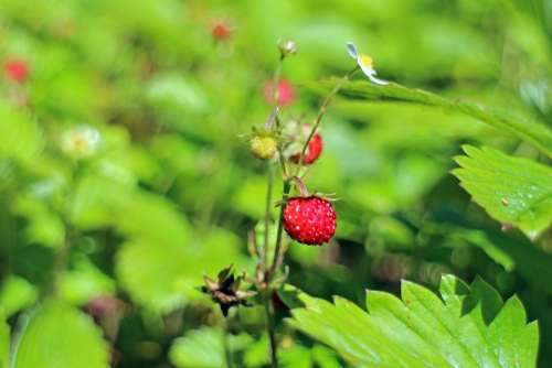 Forest Strawberry Fragaria Vesca Food Nature Berry