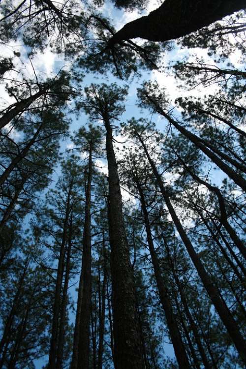 Forest Sky Pine Trees Nature Tree Cloud Blue