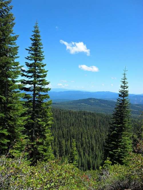 Forest Trees Green Sky Spring Mountain Landscape