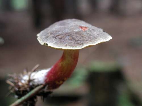 Forest Mushroom Mushrooms Fungi Plants Flora