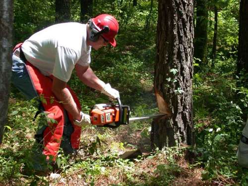 Forest Chainsaw Holds Man Men Male People