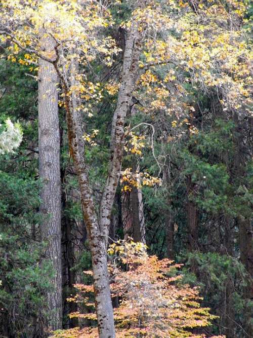 Forest Nature Scenic Tree Landscape Green Autumn