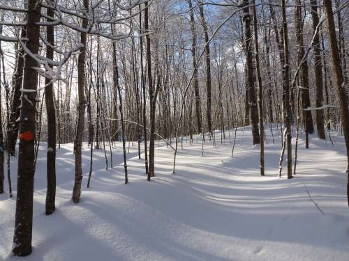 Forest Winter Snow Shadows Trees White Trail