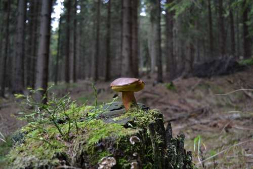 Forest Grass Fungus Stump Mushrooms
