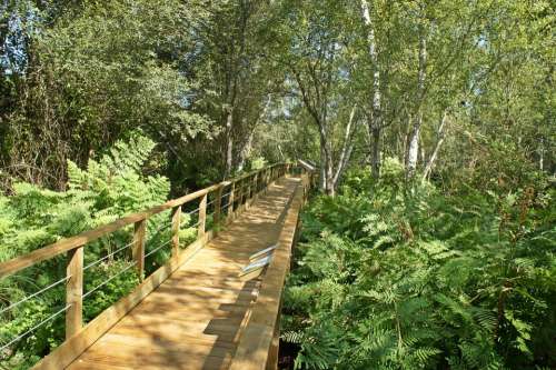 Forest Walkway Bridge Plants