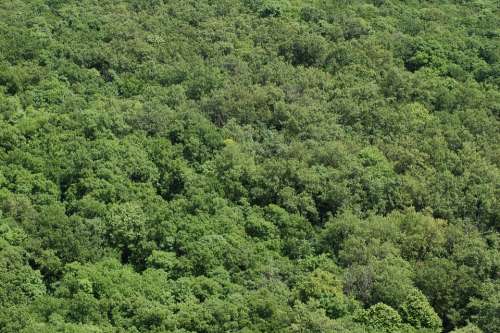 Forest Trees Nature Green Landscape