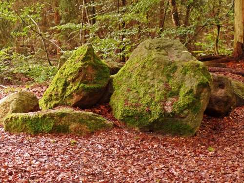 Forest Stones Nature Bemoost