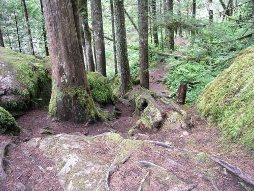 Forest Trees Path Trail Hiking Nature