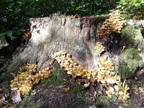 Forest Stump Nature Fungi Old