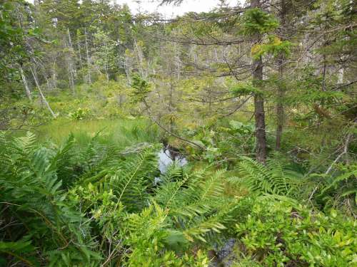 Forest Isle Au Haut Maine Island Hiking Camping