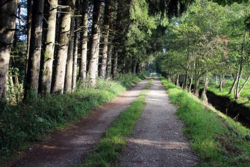 Forest Away Forest Path Commercial Way Nature Lane