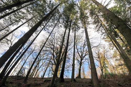 Forest Trees Woods Grizedale Nature Landscape