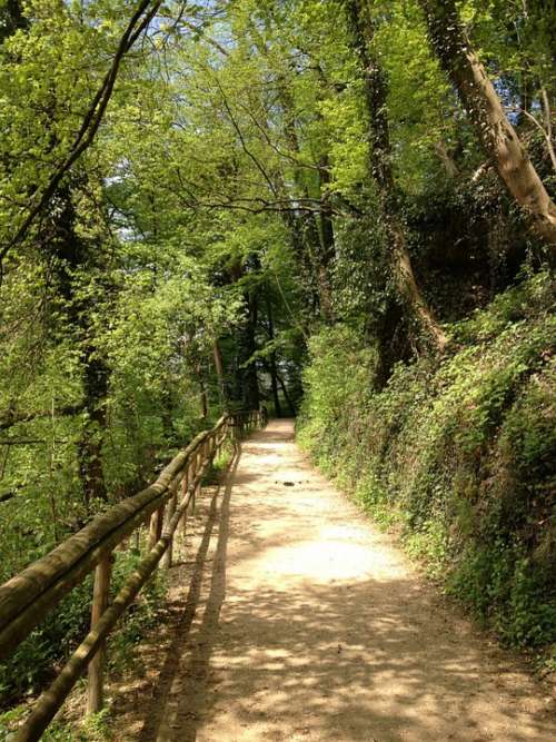 Forest Way Forest Path Nature Green Trail