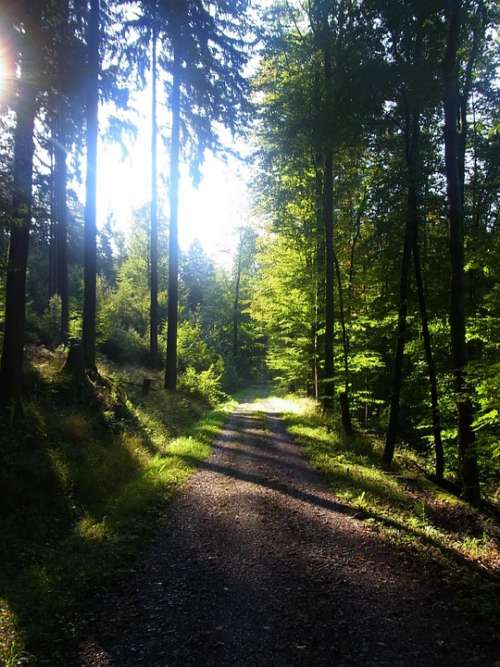 Forest Shadow Trees Light Sun