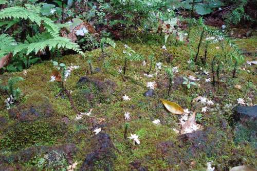 Forest Trees Green Foam