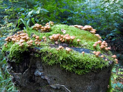 Forest Mushrooms Log Moss Green Plant Nature