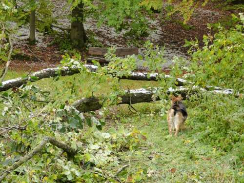 Forest Tree Destroyed Damaged Nature Landscape