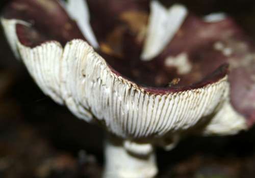 Forest Mushroom Lamellar Mushrooms Bottom Leaves