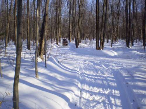 Forest Trail All Terrain Vehicle Winter Snow