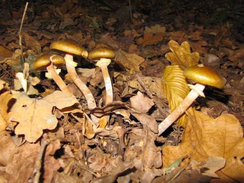 Forest Mushrooms Autumn In The Fall Of Nature