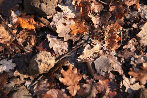 Forest Leaf Autumn