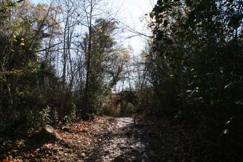 Forest Leaf Autumn Path