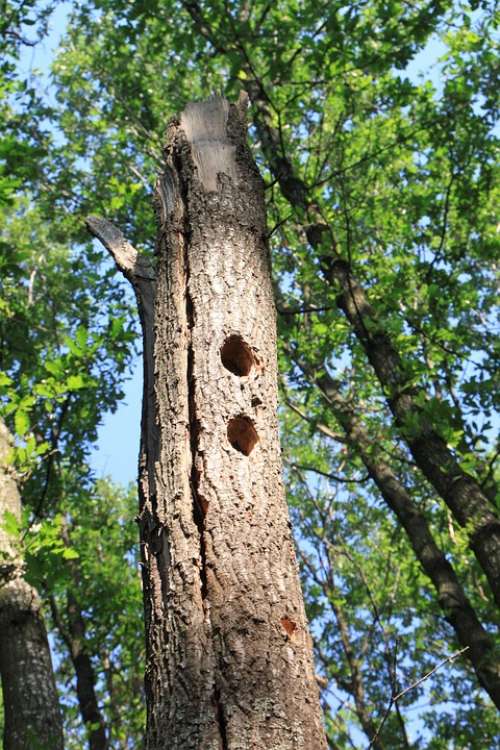 Forest Holes Oak Tree Woodpeckers Nature
