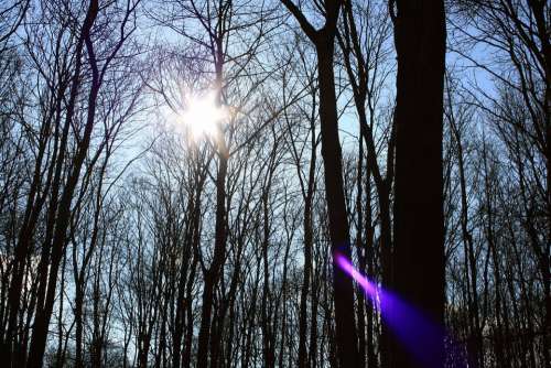 Forest Nature Spring