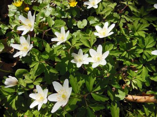 Forest Floor Spring Wood Anemone Anemone Nemorosa