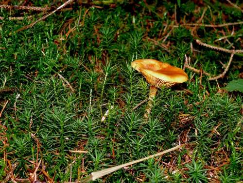 Forest Floor Mushroom Moss Screen Fungus Lamellar