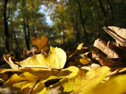Forest Floor Golden October Autumn Sunny Leaves