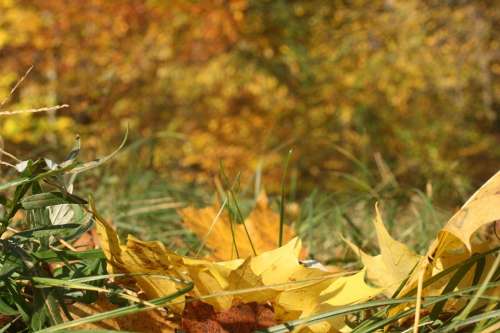 Forest Floor Golden October Autumn Sunny Leaves