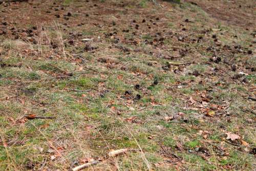 Forest Floor Pine Cones Autumn Colours Nature