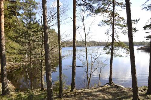 Forest Lake Water Wilderness