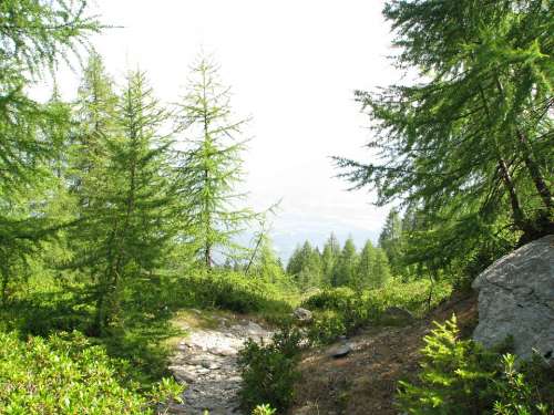 Forest Path Mountain Path Migratory Path