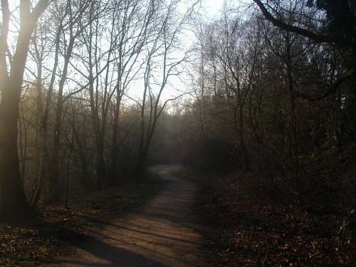 Forest Path Morning Sun Haze Forest Atmospheric