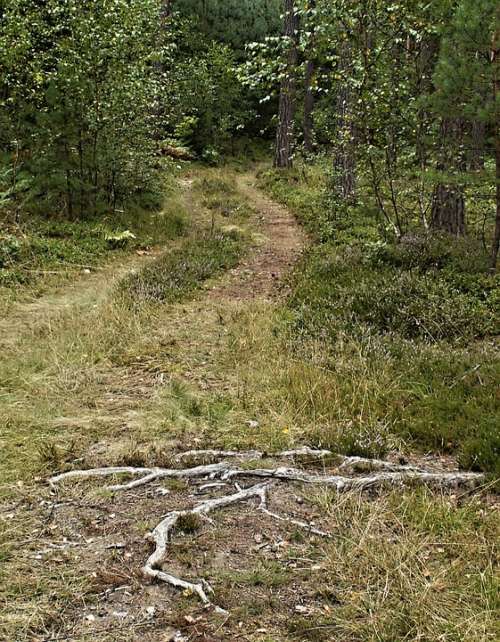 Forest Road Bilberry Tree Root Tree Roots Forest