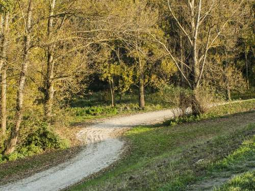 Forest Road Autumn Forest Trees Road Landscape