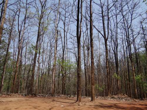 Forests Dandeli Karnataka India Wild Travel