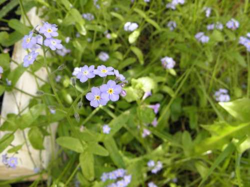 Forget Me Not Flower Flowers Pointed Flower Meadow